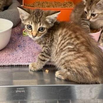 0765-C26 -  Domestic Short Hair Cat for Adoption in Port Charlotte, Florida - 0765-C26 | PetCurious