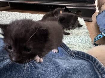 Domestic Short Hair Cats Available for Adoption in Virginia Beach, Virginia - Paul 