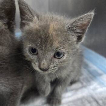 Pearl -  Domestic Short Hair Cat for Adoption in Madisonville, Kentucky - Pearl | PetCurious