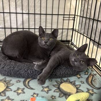 Rescue Domestic Short Hair Cats for Adoption in Mount Laurel Township, New Jersey - Puddles (and Rain Drop) | PetCurious