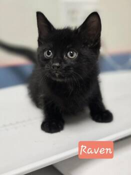 Domestic Short Hair Cats Available for Adoption in Metamora, Illinois - Raven | PetCurious