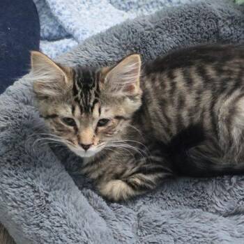 Waif -  Tabby and Domestic Long Hair Cat for Adoption in Knoxville, Tennessee - Waif | PetCurious