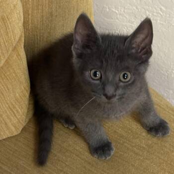 Seasmoke -  Domestic Short Hair Cat for Adoption in Redwood City, California - Seasmoke | PetCurious
