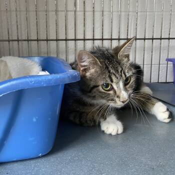 Karen -  Tabby Cat for Adoption in King George, Virginia - Karen | PetCurious