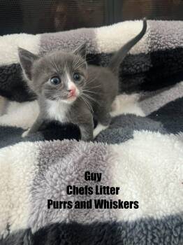 Domestic Short Hair Cats Available for Adoption - Guy Fieri | PetCurious