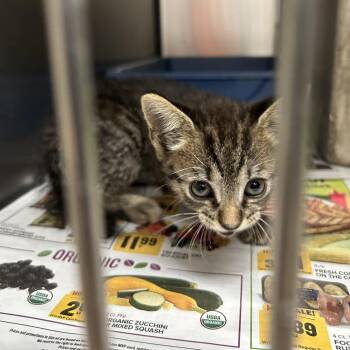 Stray - Woodsdale Rd 1 -  Domestic Short Hair Cat for Adoption in Roxboro, North Carolina - Stray - Woodsdale Rd 1 | PetCurious