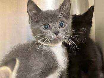 Domestic Long Hair Cats Available for Adoption in Tustin, California - DUCATI | PetCurious