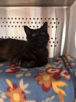 Shades -  Domestic Short Hair Cat for Adoption in Minot, North Dakota - Shades | PetCurious