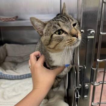 Bug Spray -  Domestic Short Hair Cat for Adoption in Richmond, Virginia - Bug Spray | PetCurious