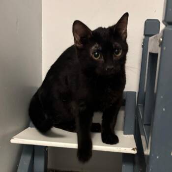 Domestic Short Hair Cats Available for Adoption in South Elgin, Illinois - Bramburgh | PetCurious