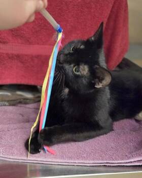Domestic Short Hair Cats Available for Adoption in Westland, Michigan - Cat Woman | PetCurious