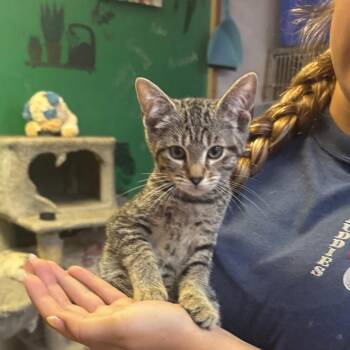 Bandit -  Domestic Short Hair Cat for Adoption in Hinesville, Georgia - Bandit | PetCurious
