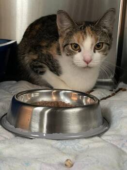 Tiffany -  Domestic Short Hair Cat for Adoption in Ferndale, Michigan - Tiffany | PetCurious