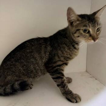 A1278286 -  Domestic Short Hair Cat for Adoption in Winter Haven, Florida - A1278286 | PetCurious