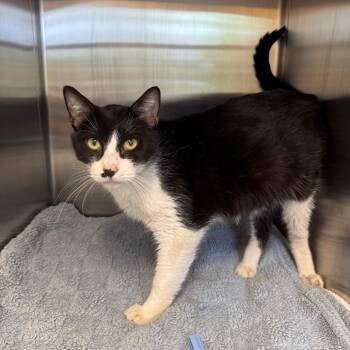 Domestic Medium Hair Cats Available for Adoption - Masquerade Ball | PetCurious