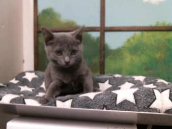 KYLIE -  Russian Blue and Domestic Short Hair Cat for Adoption in Houston, Texas - KYLIE | PetCurious
