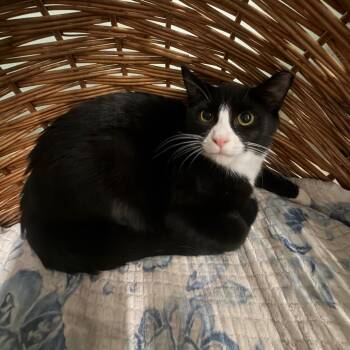 Paddington -  Domestic Short Hair Cat for Adoption in Pittsford, Vermont - Paddington | PetCurious