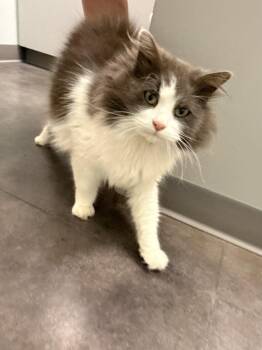 Ragdoll Cats Available for Adoption in O