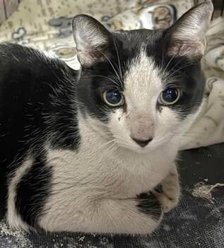 Domestic Short Hair Cats Available for Adoption - Cowboy | PetCurious