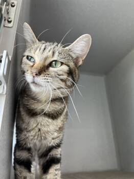 Rescue Domestic Short Hair Cats for Adoption in Bloomington, Illinois - SWEETS | PetCurious