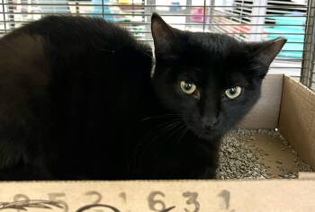 Rescue Domestic Short Hair Cats for Adoption in Seville, Ohio - Taylor | PetCurious