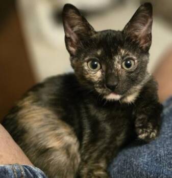 Leilani -  Domestic Short Hair Cat for Adoption in Honolulu, Hawaii - Leilani | PetCurious