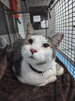CONCHO -  Domestic Short Hair Cat for Adoption in St. Cloud, Florida - CONCHO | PetCurious
