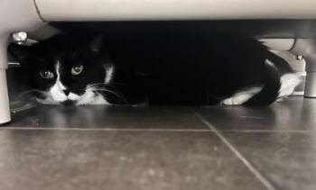 Sushi -  Domestic Short Hair Cat for Adoption in Bellevue, Washington - Sushi | PetCurious