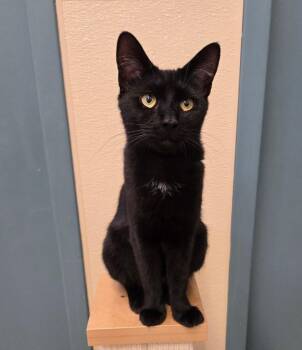 Domestic Short Hair Cats Available for Adoption in New Rochelle, New York - Artemis | PetCurious