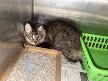 Domestic Short Hair Cats Available for Adoption - Denali | PetCurious