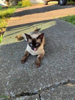 French Girl -  Siamese Cat for Adoption in Bloomington, Indiana - French Girl | PetCurious