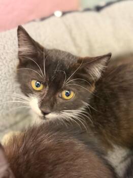 Mozart -  Domestic Short Hair Cat for Adoption in Sherwood, Arkansas - Mozart | PetCurious