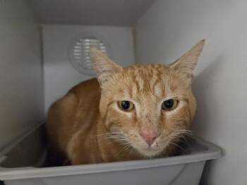 ANDREW -  Domestic Short Hair Cat for Adoption in Kent, Washington - ANDREW | PetCurious