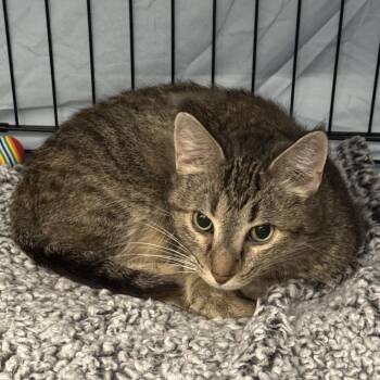 Alice -  Domestic Short Hair Cat for Adoption in Bismarck, North Dakota - Alice | PetCurious