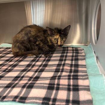 Kelly -  Domestic Short Hair Cat for Adoption in Saint Joseph, Missouri - Kelly | PetCurious