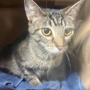 Domestic Short Hair Cats Available for Adoption in Madisonville, Kentucky - Lily | PetCurious