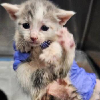 Elizabeth -  Domestic Short Hair Cat for Adoption in Greensboro, North Carolina - Elizabeth | PetCurious