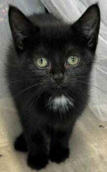 Rescue Domestic Short Hair Cats for Adoption in Shreveport, Louisiana - Aquamarine | PetCurious