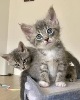 Domestic Short Hair Cats Available for Adoption - Boots | PetCurious