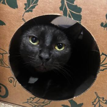 Domestic Short Hair Cats Available for Adoption in South Elgin, Illinois - Belinda | PetCurious