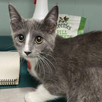 Emily -  Domestic Short Hair Cat for Adoption in Lenexa, Kansas - Emily | PetCurious
