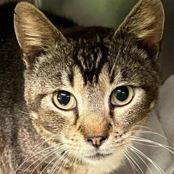 Domestic Short Hair Cats Available for Adoption in Cumming, Georgia - Waylon | PetCurious