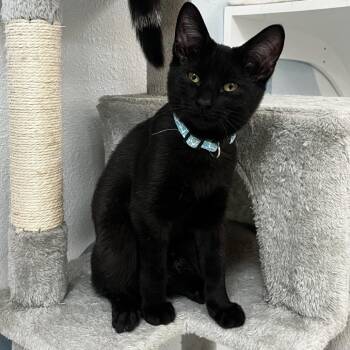 Kodak -  Domestic Short Hair Cat for Adoption in Yucca Valley, California - Kodak | PetCurious