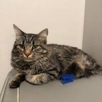 Rolo -  Domestic Medium Hair Cat for Adoption in Las Vegas, Nevada - Rolo | PetCurious