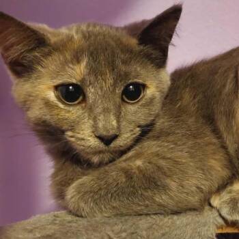 Domestic Short Hair Cats Available for Adoption - Lucy | PetCurious