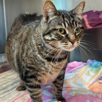 Bettina -  Domestic Short Hair Cat for Adoption in Matteson, Illinois - Bettina | PetCurious