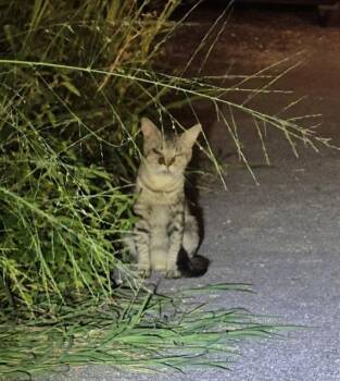 BUG -  Domestic Short Hair Cat for Adoption in San Antonio, Texas - BUG | PetCurious