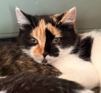 Rescue Domestic Short Hair Cats for Adoption in Cumberland, Maine - Hazel | PetCurious
