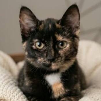 ASHLYNNE -  Tortoiseshell Cat for Adoption in Delhi, Ontario - ASHLYNNE | PetCurious