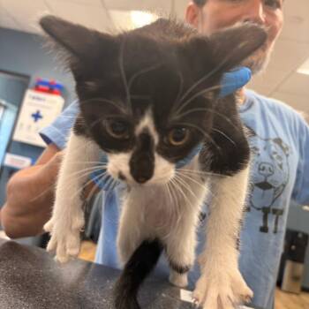 Tamara -  Domestic Medium Hair Cat for Adoption in Newark, New Jersey - Tamara | PetCurious